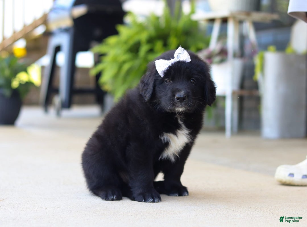 Newfoundland dogs for sale: Sasha - Image 2