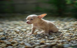 Chihuahua dogs for sale: Chihuahua 5 puppies - Image 5