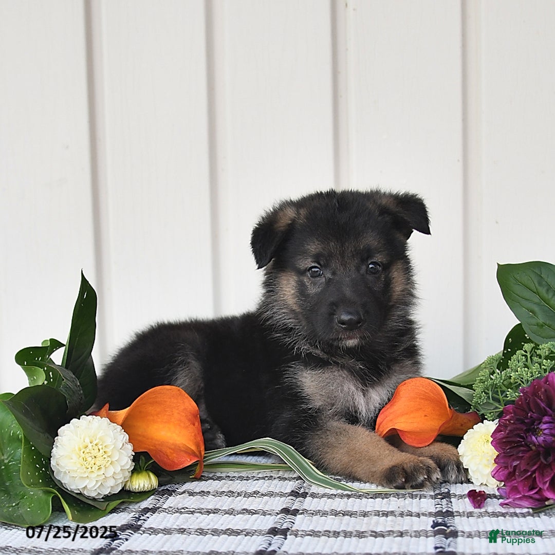 German Shepherd dogs for sale: Carson - Image 5