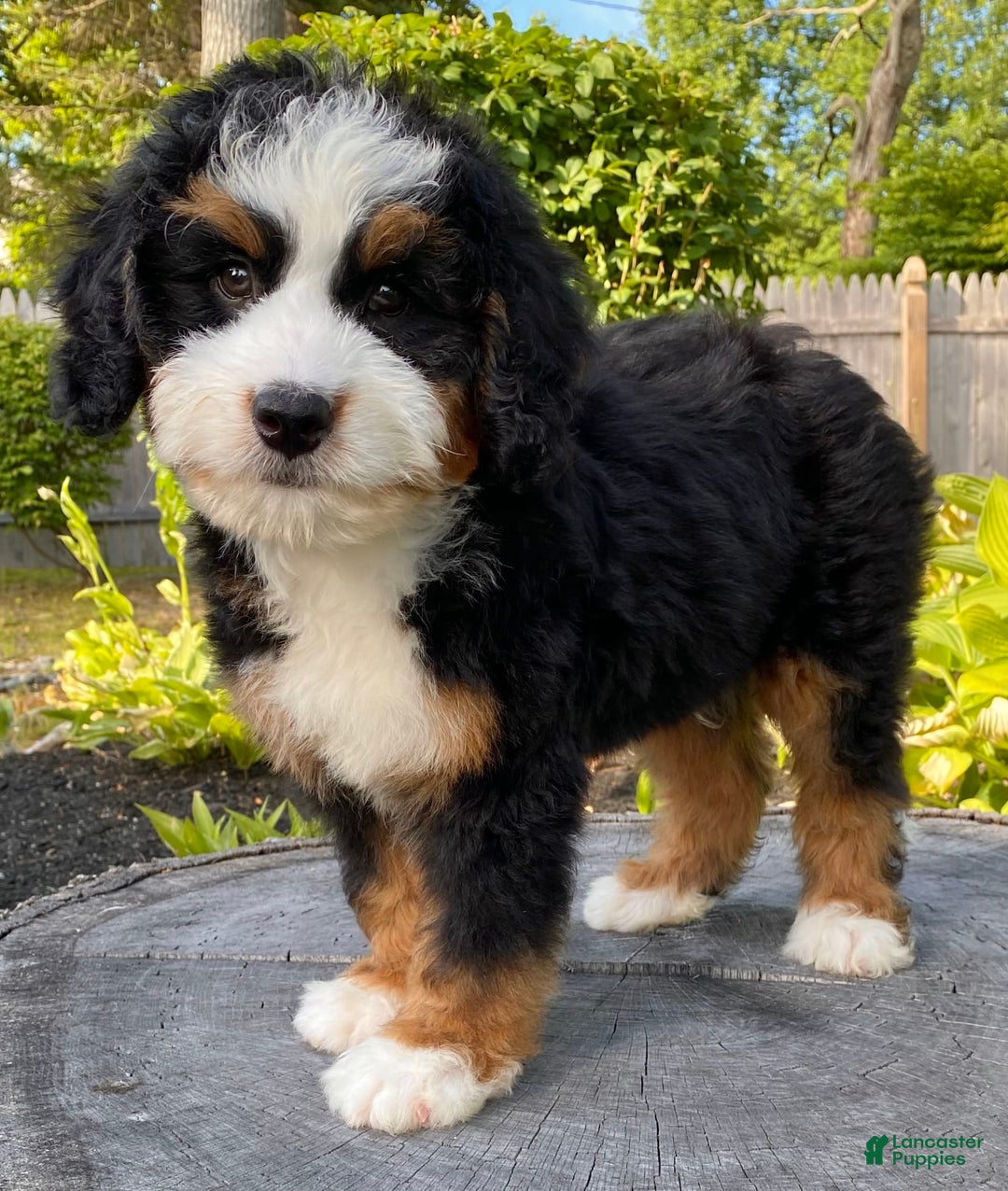 Mini Bernedoodle dogs for sale: 💙 Boston Ma 💙 Mini Bernedoodle - Image 21
