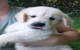 Golden Retriever dogs for sale: Pepper - Image 5