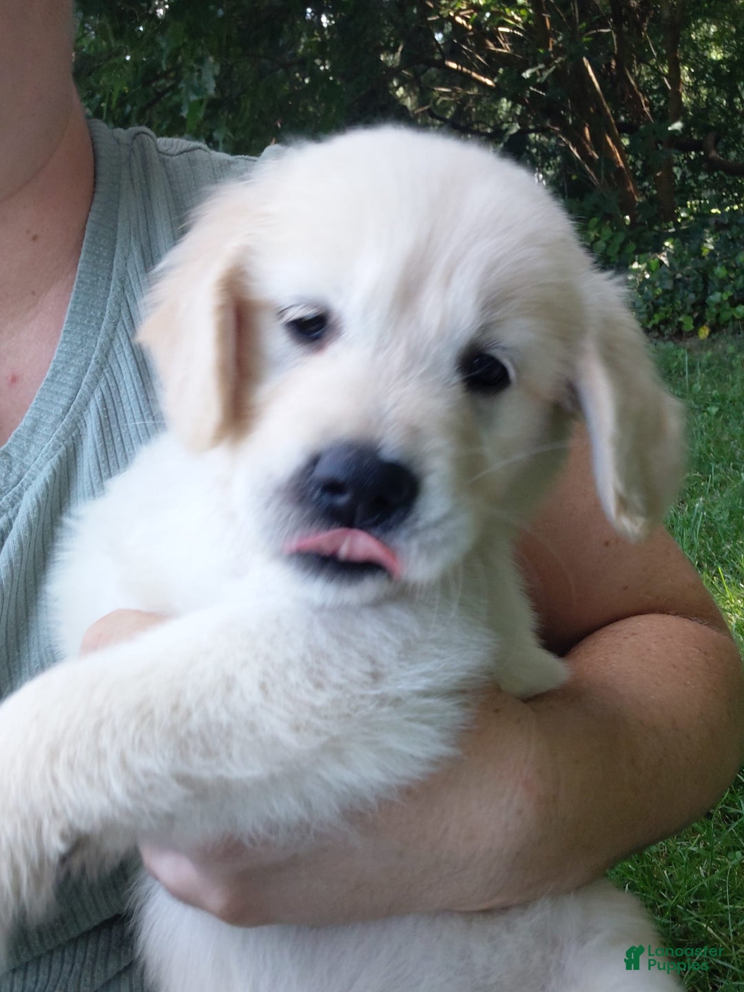 Golden Retriever dogs for sale: Pepper - Image 5