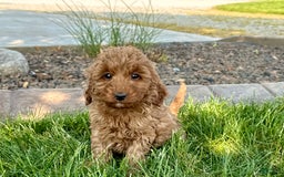 Cockapoo dogs for sale: Glenna - Image 1