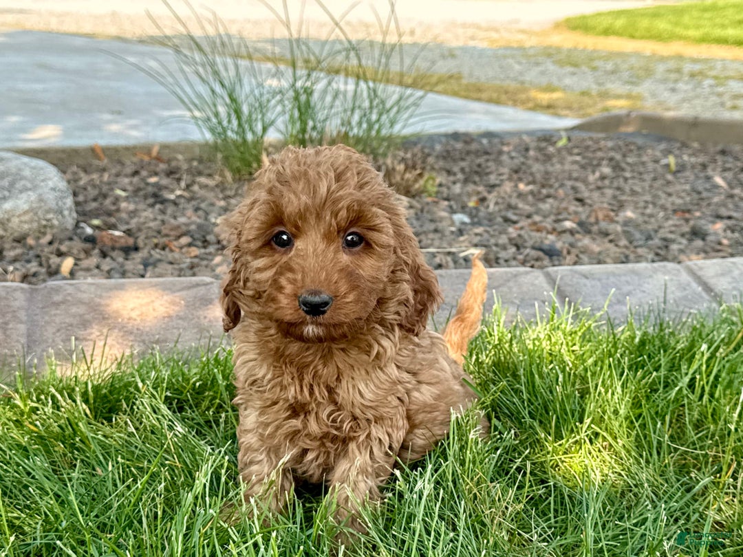 Cockapoo dogs for sale: Glenna - Image 1