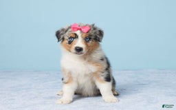 Australian Shepherd dogs for sale: Daisy - Image 1