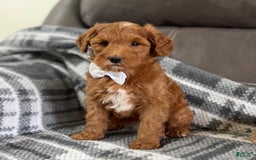 Mini Goldendoodle dogs for sale: Missy - Image 2