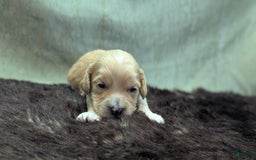 Cockapoo dogs for sale: Gobber - Image 14