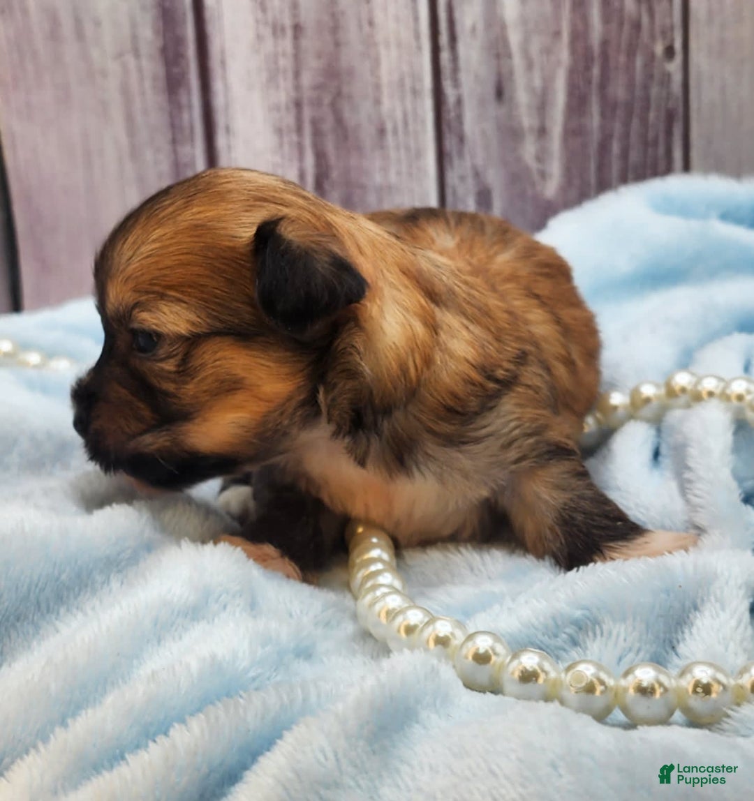 Chinese Crested dogs for sale: April - Image 4