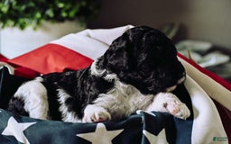 Standard Poodle dogs for sale: Crown - Image 2