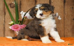 Bernedoodle dogs for sale: Diana - Image 6