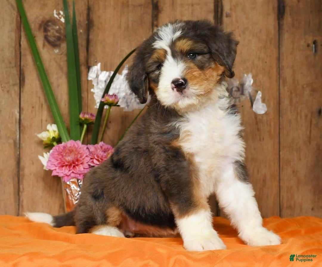Bernedoodle dogs for sale: Diana - Image 6