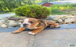 English Bulldog dogs for sale: Duke - Image 4