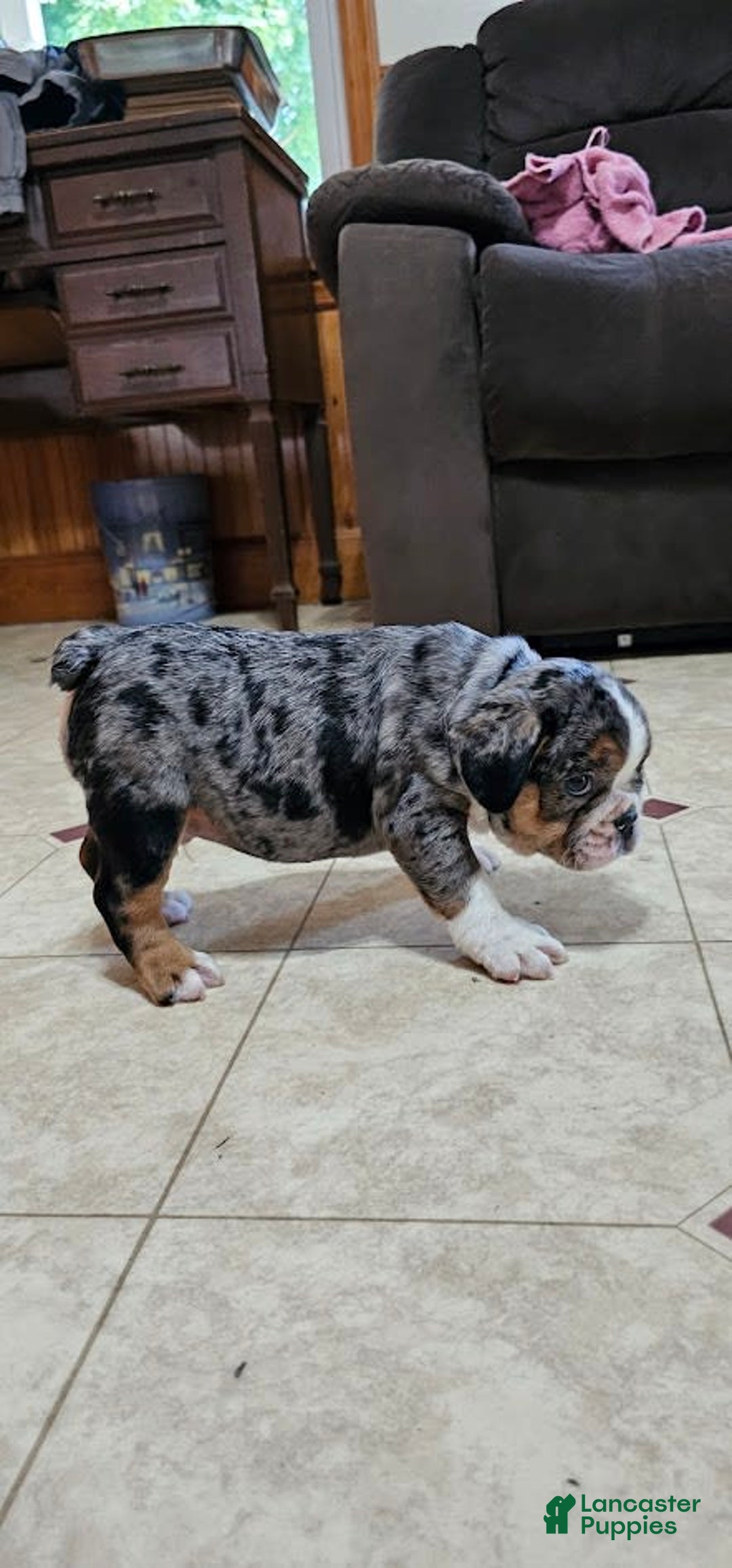 English Bulldog dogs for sale: Mini Bulldog Sprinkles - Image 4