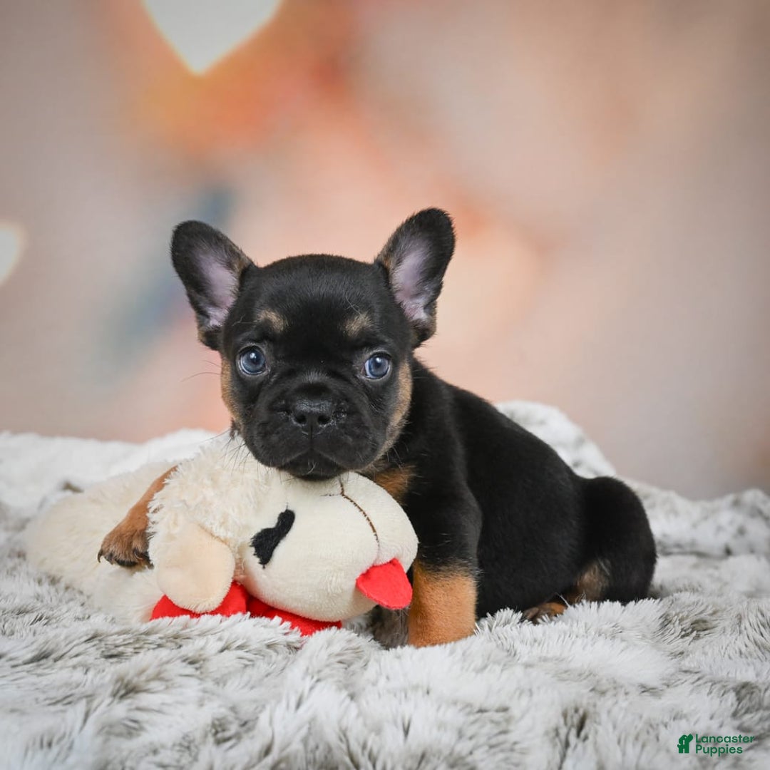 French Bulldog dogs for sale: Buddy - Image 7