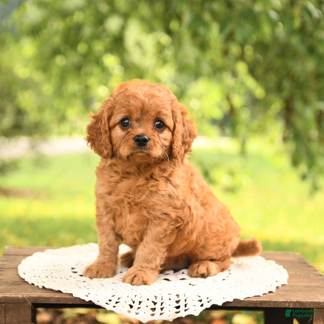 Cavapoo dogs for sale: Bandit - Image 4