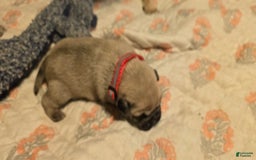 Pug dogs for sale: Don - Image 17
