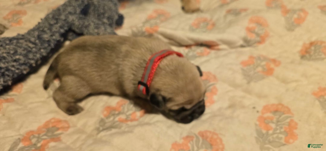 Pug dogs for sale: Don - Image 17