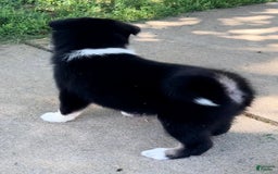 Shiba Inu dogs for sale: Sydney - Image 1