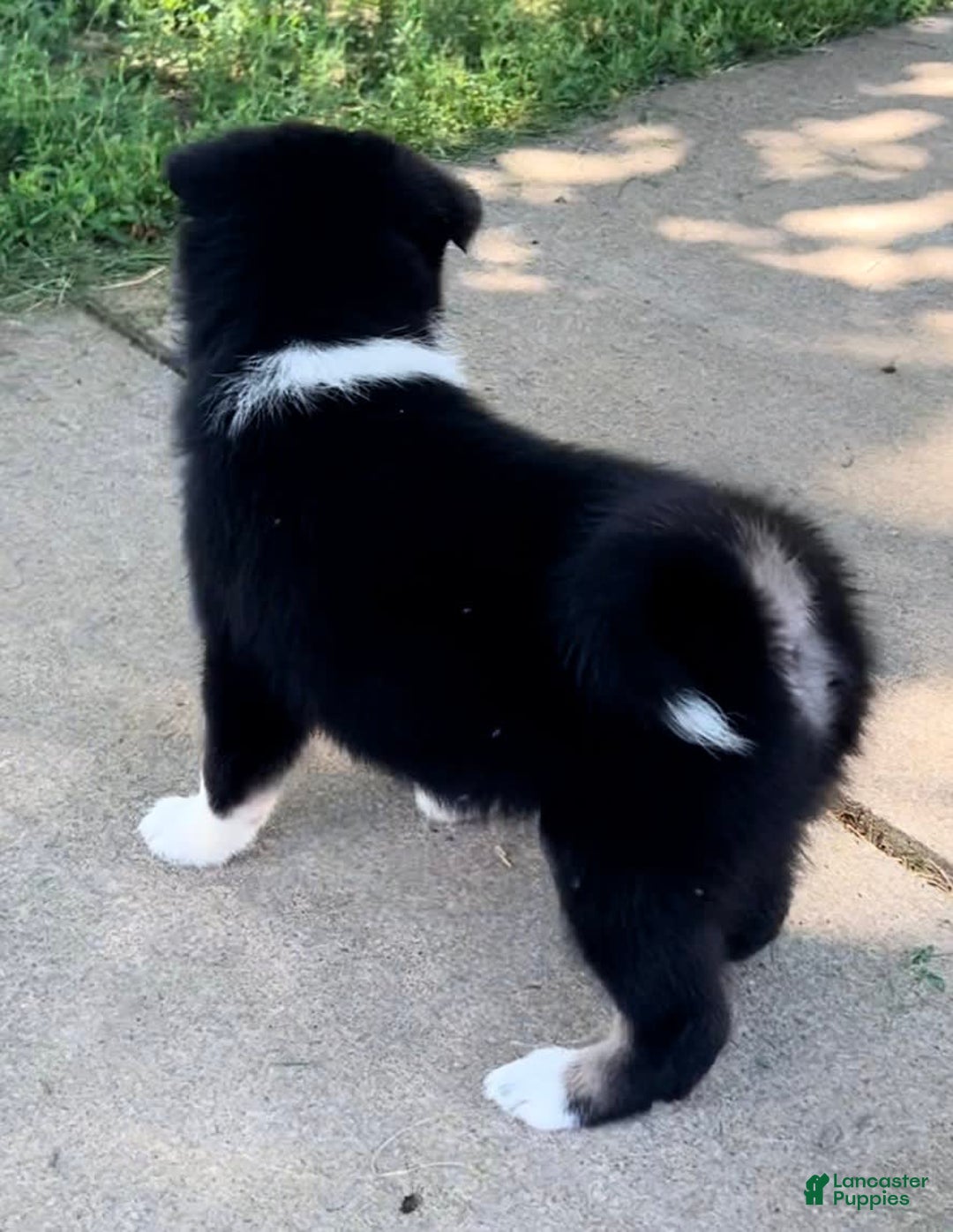 Shiba Inu dogs for sale: Sydney - Image 1