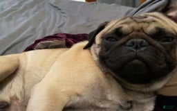 Pug dogs for sale: Mini Cardie - Image 3