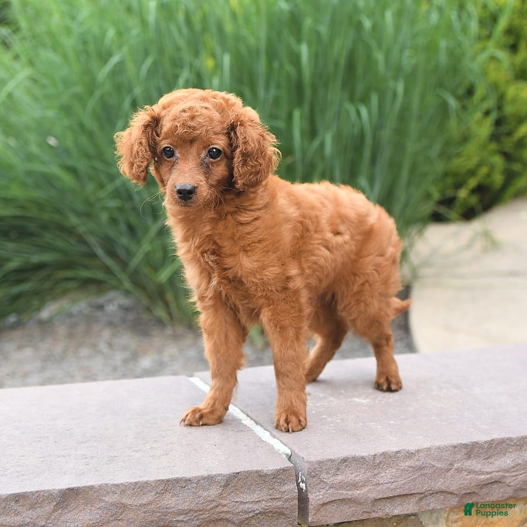 Cockapoo dogs for sale: Evan - Image 10
