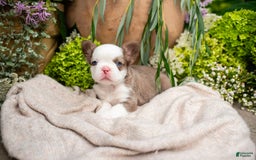 French Bulldog dogs for sale: Diamond - Image 8