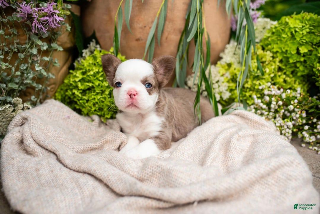 French Bulldog dogs for sale: Diamond - Image 8