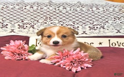 Welsh Corgi Pembroke dogs for sale: Hope - Image 7