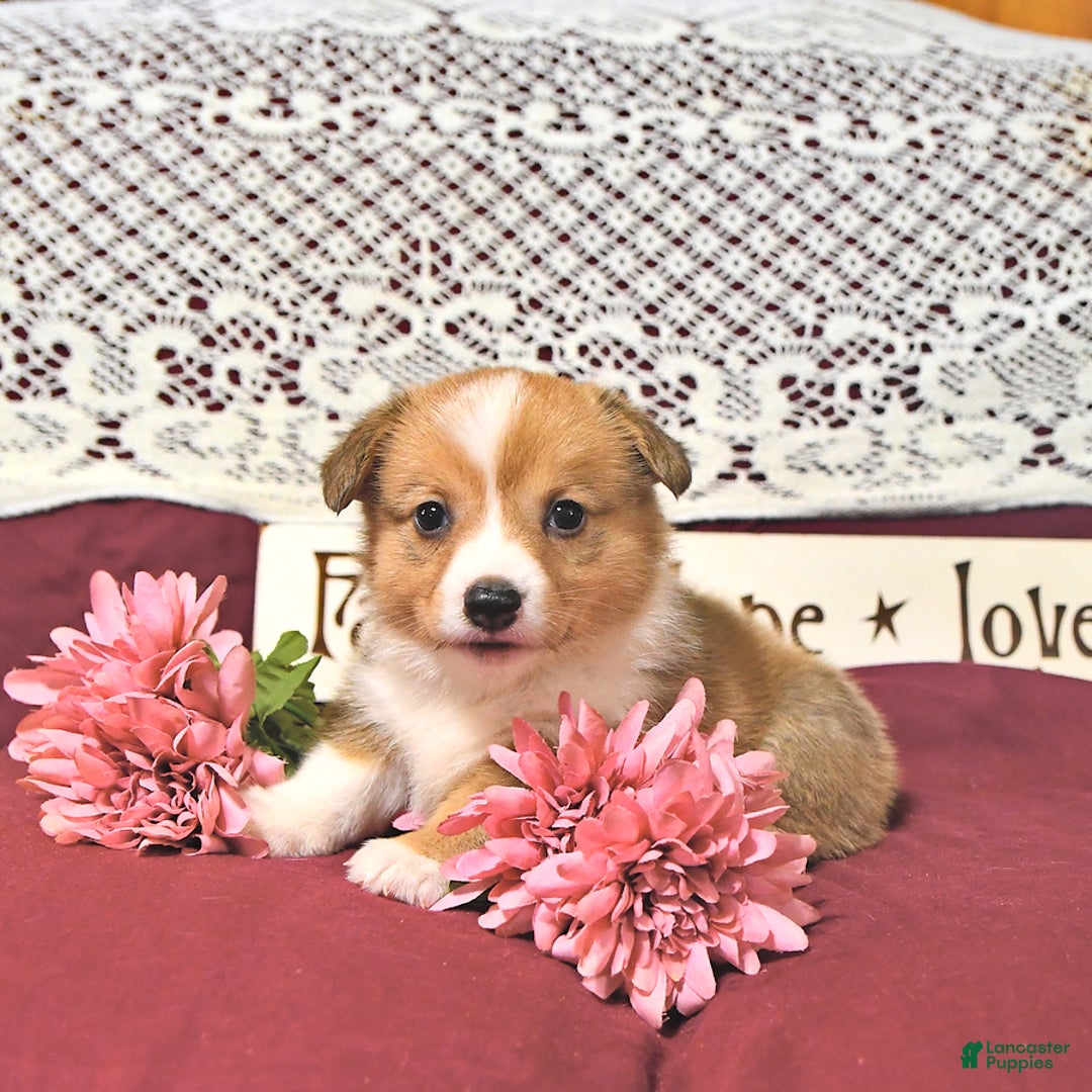 Welsh Corgi Pembroke dogs for sale: Hope - Image 7