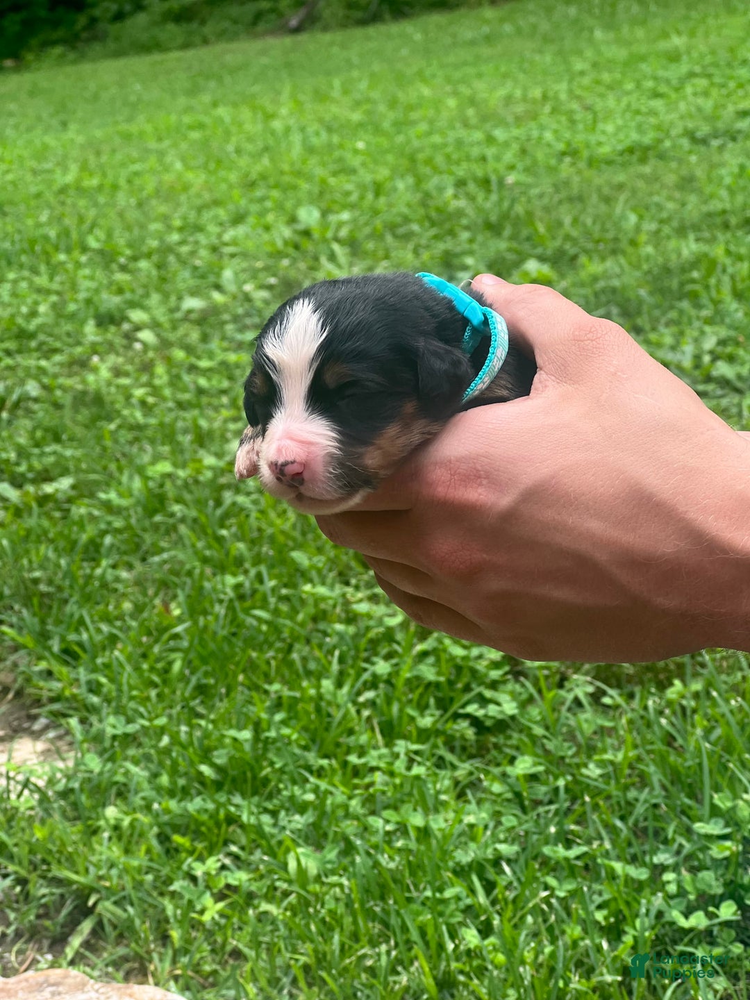 Bernese Mountain Dog dogs for sale: Elsa - Image 1