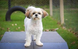 Shih Tzu dogs for sale: Franklin - Image 9