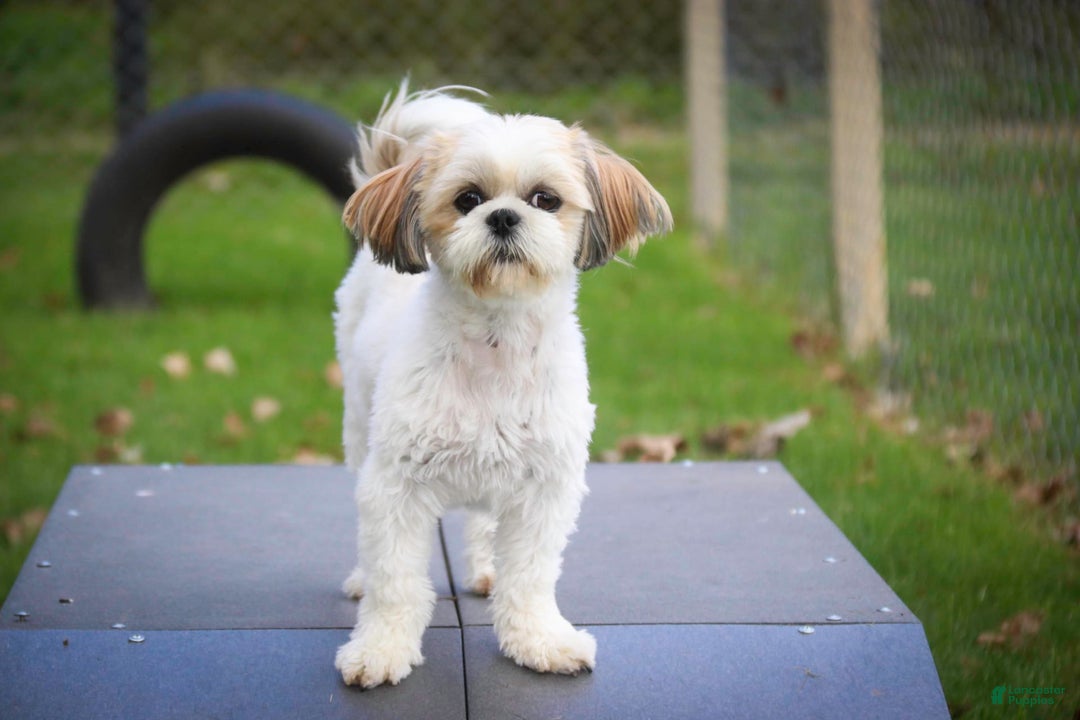 Shih Tzu dogs for sale: Franklin - Image 9