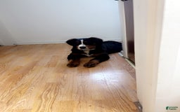 Bernese Mountain Dog dogs for sale: Athena - Image 1