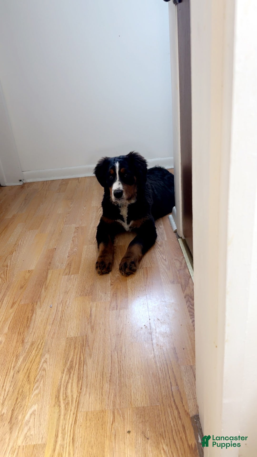 Bernese Mountain Dog dogs for sale: Athena - Image 1