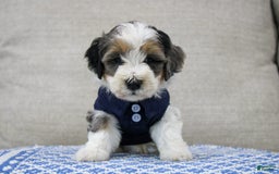 Mini Bernedoodle dogs for sale: Luke - Image 24