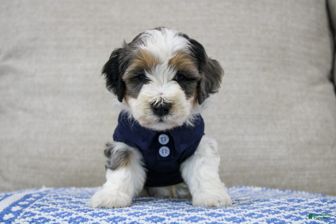 Mini Bernedoodle dogs for sale: Luke - Image 24