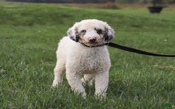 Mini Bernedoodle dogs for sale: Oakley - Image 8