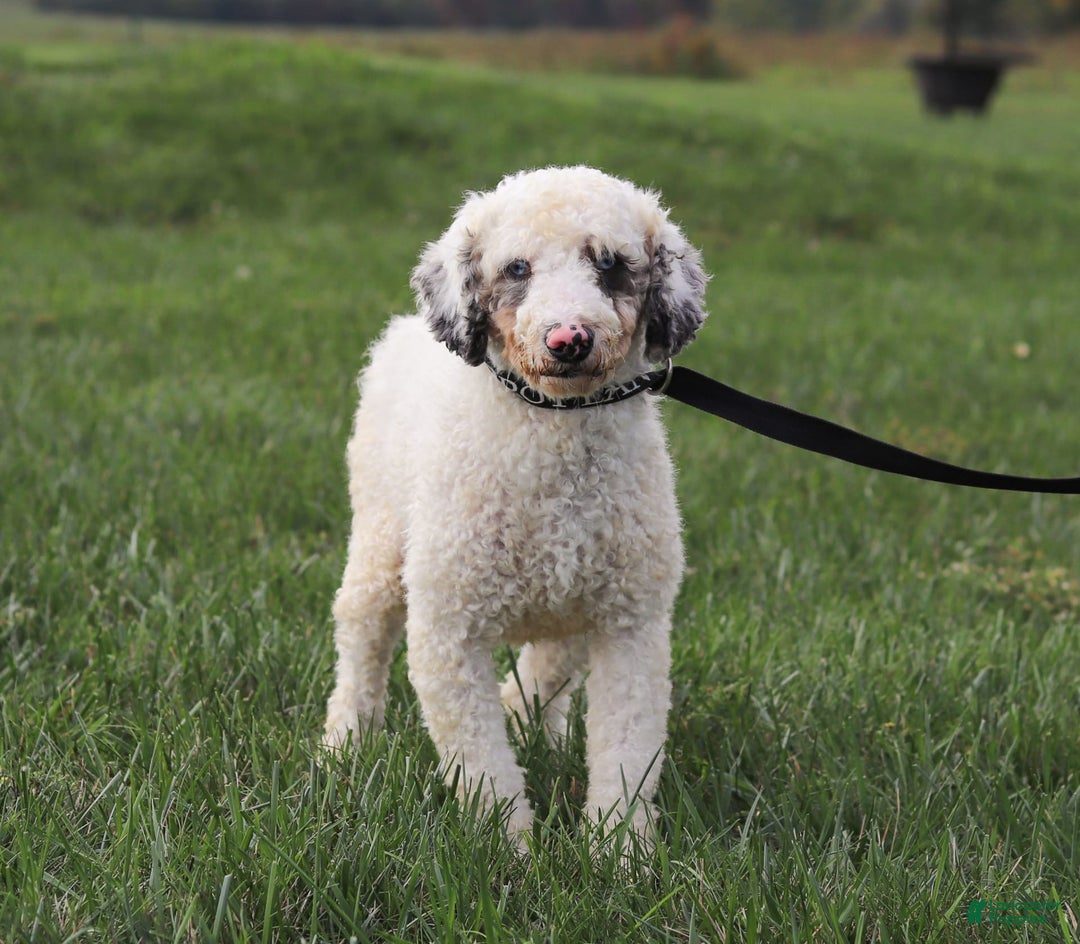 Mini Bernedoodle dogs for sale: Oakley - Image 8