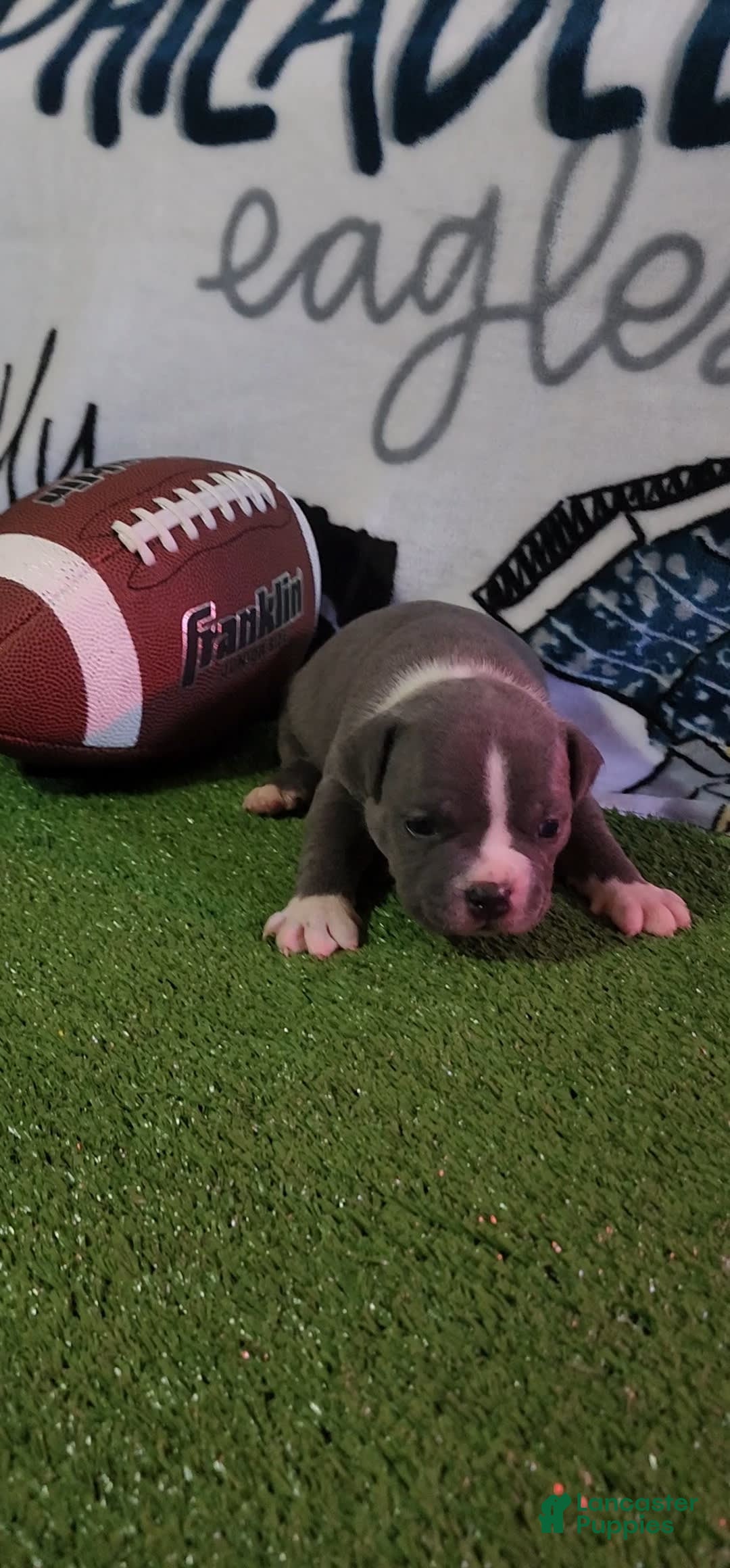 American Bully dogs for sale: Ashley - Image 11