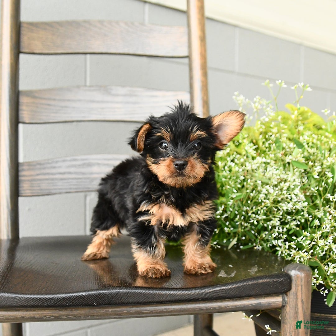 Yorkshire Terrier dogs for sale: Holly - Image 1