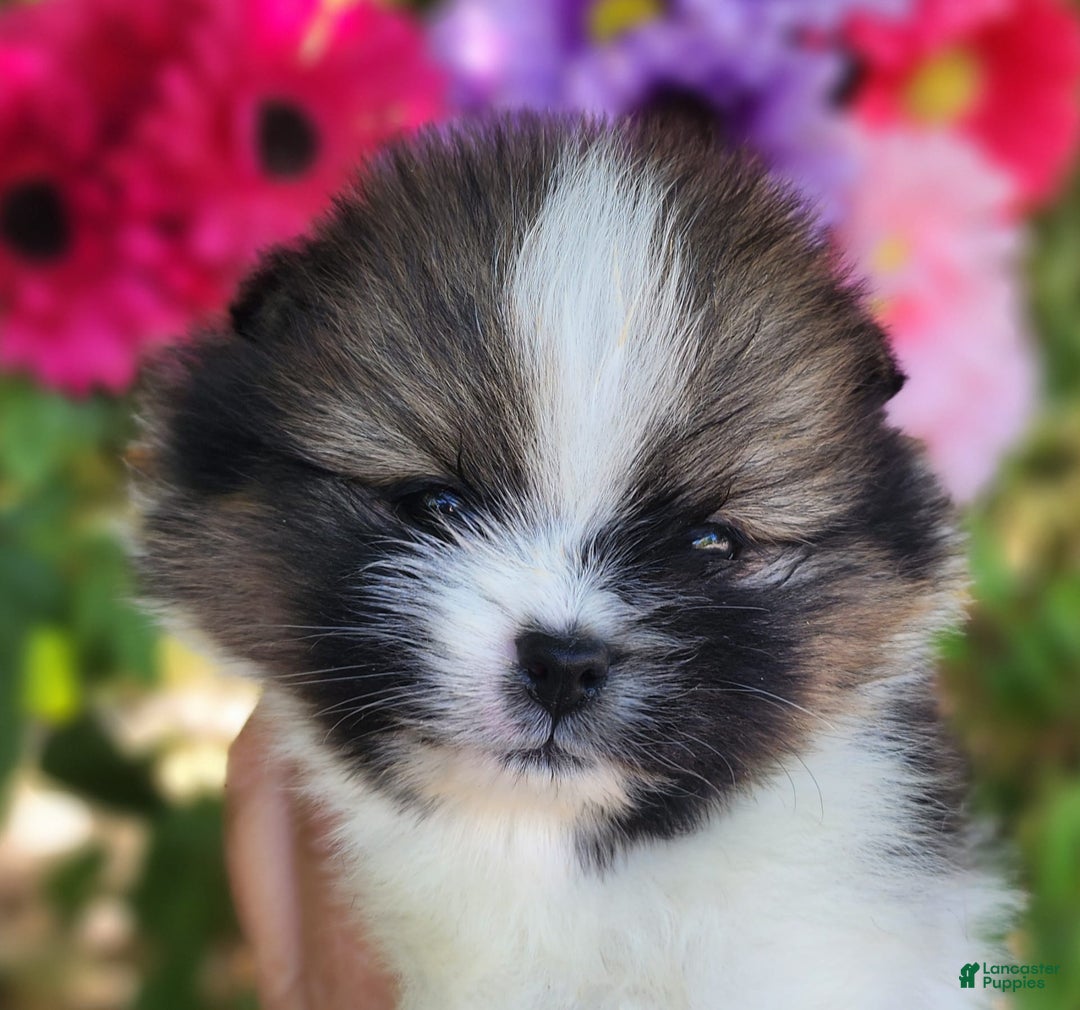 Pomeranian dogs for sale: Nirvana - Image 21