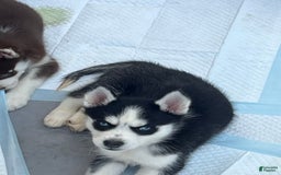 Siberian Husky dogs for sale: Skunky - Image 3