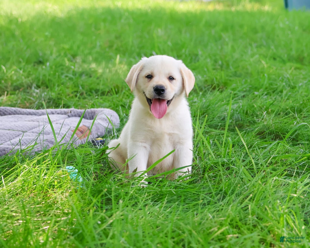 Labrador Retriever dogs for sale: Labrador Retriever 8 puppies - Image 9