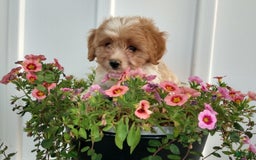 Cavachon dogs for sale: Sammy - Image 5