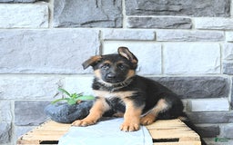 German Shepherd dogs for sale: Zane - Image 6