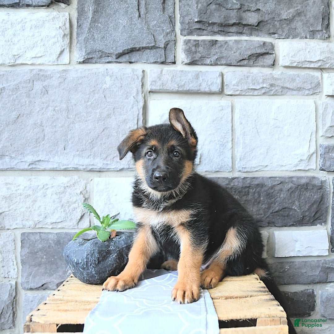 German Shepherd dogs for sale: Zane - Image 6