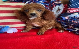 Toy Poodle dogs for sale: Elvis - Image 2