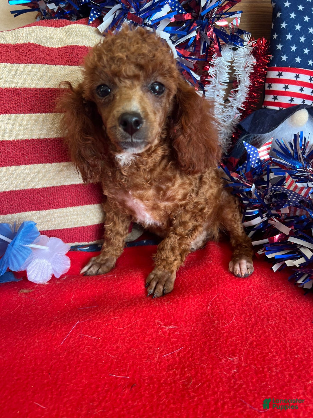 Toy Poodle dogs for sale: Elvis - Image 2
