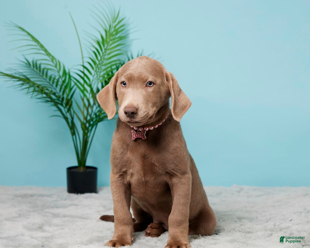 Labrador Retriever dogs for sale: Jackie - Image 1