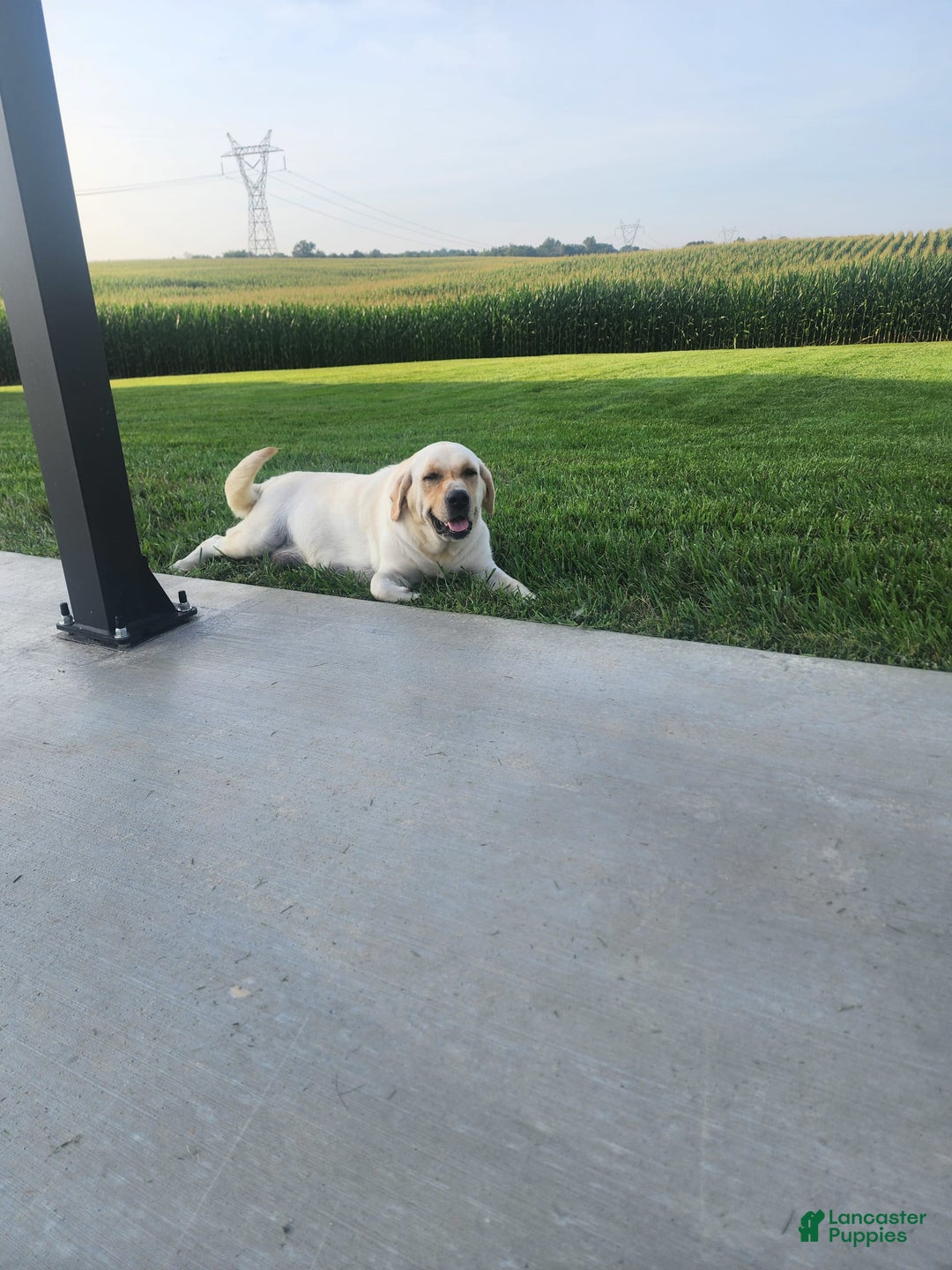 Labrador Retriever dogs for sale: Stella - Image 7